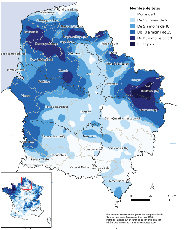Carte représentant la densité du cheptel bovin dans les Hauts-de-France en 2020. Les zones sont colorées selon le nombre moyen de têtes par commune : moins de 1, de 1 à moins de 5, de 5 à moins de 10, de 10 à moins de 25, de 25 à moins de 50, et 50 et plus. Les concentrations les plus fortes apparaissent dans l'est de la région, notamment autour de Trélon et de Vervins, ainsi que dans certaines zones du nord-ouest près de la Flandre intérieure.