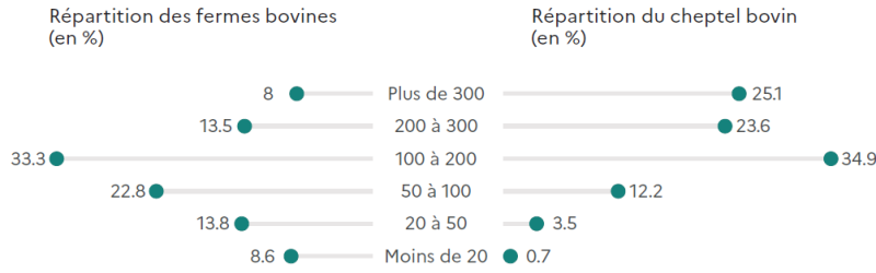 Deux graphiques horizontaux. Le premier montre la répartition des fermes bovines selon la taille du troupeau en Hauts-de-France: 8,6 % ont moins de 20 têtes, 13,8 % entre 20 et 50, 22,8 % entre 50 et 100, 33,3 % entre 100 et 200, 13,5 % entre 200 et 300, et 8 % plus de 300. Le second montre la répartition du cheptel bovin : 0,7 % dans les fermes de moins de 20 têtes, 3,5 % entre 20 et 50, 12,2 % entre 50 et 100, 34,9 % entre 100 et 200, 23,6 % entre 200 et 300, et 25,1 % dans celles de plus de 300.