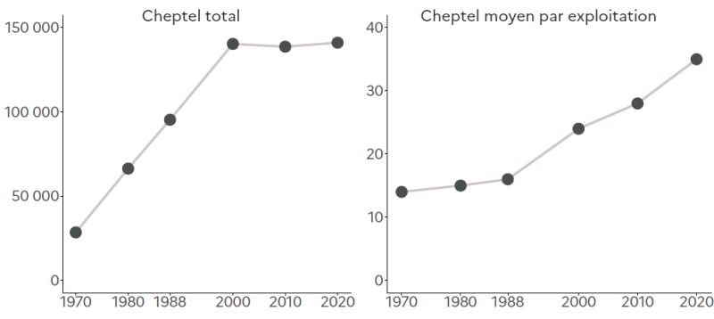 Les deux graphiques illustrent l'évolution du cheptel de vaches allaitantes dans les Hauts-de-France entre 1970 et 2020. Le premier graphique montre une forte croissance du cheptel total, passant d'environ 30 000 têtes en 1970 à près de 140 000 en 2000. Après cette période de hausse rapide, le nombre de vaches allaitantes se stabilise, restant autour de ce niveau jusqu'en 2020. Le second graphique présente l'évolution du cheptel moyen par exploitation, qui augmente de manière continue sur la même période. Il passe d'environ 13 vaches par ferme en 1970 à plus de 35 en 2020. Cette progression traduit une concentration de la production, avec des troupeaux de plus en plus importants au sein d'un nombre réduit d'exploitations.