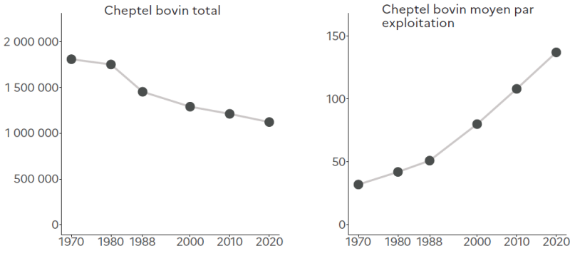 Deux graphiques linéaires. Le premier montre la baisse du cheptel bovin total entre 1970 et 2020 en Hauts-de-France, passant d'environ 1,9 million à un peu plus d'un million de têtes. Le second montre l'augmentation du cheptel bovin moyen par exploitation en Hauts-de-France sur la même période, passant d'environ 30 à près de 140 têtes.