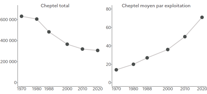 Deux graphiques en courbes représentant l'évolution du cheptel de vaches laitières entre 1970 et 2020. Le premier graphique montre le cheptel total, qui passe d'environ 620 000 têtes en 1970 à près de 320 000 en 2020, avec une baisse marquée entre 1980 et 2000. Le second graphique illustre le cheptel moyen par exploitation, en forte hausse sur la même période : d'environ 15 vaches par ferme en 1970 à près de 70 en 2020.