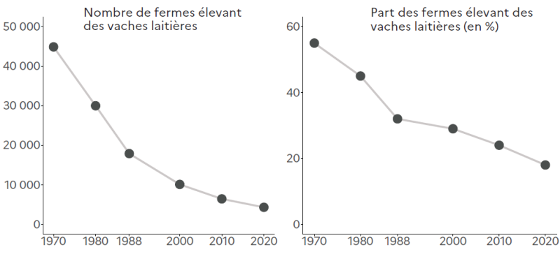 Deux graphiques en courbes illustrant l'évolution du nombre et de la part des fermes élevant des vaches laitières entre 1970 et 2020. Le premier graphique montre une baisse continue du nombre de fermes, passant d'environ 45 000 en 1970 à moins de 5 000 en 2020. Le second graphique indique une diminution parallèle de la part de ces fermes parmi l'ensemble des exploitations, passant d'environ 55 % en 1970 à près de 15 % en 2020.