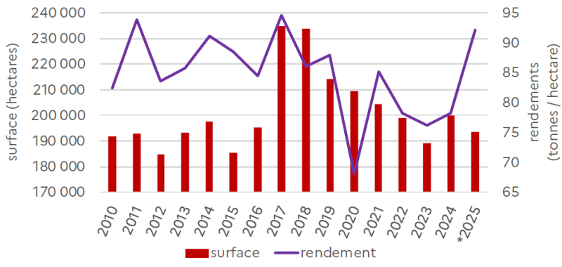 Le graphique présente l'évolution des surfaces (en hectares, échelle de gauche) et des rendements (en tonnes par hectare, échelle de droite) de betterave sucrière en Hauts-de-France entre 2010 et 2025. Surfaces de betterave sucrière : Les surfaces cultivées oscillent entre environ 175 000 ha et 200 000 ha sur la période, avec une relative stabilité globale. En 2010, elles s'établissent à environ 190 000 ha, puis se maintiennent autour de 185 000-195 000 ha entre 2011 et 2016, avec des fluctuations modérées. Entre 2017 et 2025, les surfaces restent relativement stables, oscillant entre 185 000 et 195 000 ha, sans tendance marquée à la hausse ou à la baisse. On observe une légère diminution ponctuelle autour de 185 000 ha en 2024, avant une remontée à environ 190 000 ha en 2025. Rendements de betterave sucrière : Les rendements présentent une très forte variabilité interannuelle, oscillant entre environ 75 et 95 tonnes par hectare. En 2010, ils s'établissent à environ 83 tonnes/ha, puis se maintiennent autour de 70-75 tonnes/ha entre 2011 et 2016, avec des fluctuations modérées. L'année 2017 marque un tournant avec des rendements exceptionnels atteignant environ 95 tonnes/ha, suivis d'un pic historique proche de 93 tonnes/ha en 2018. Les rendements chutent ensuite progressivement à environ 88 tonnes/ha en 2019, puis à environ 83 tonnes/ha en 2020, avant de descendre à environ 85 tonnes/ha en 2021. Entre 2022 et 2024, les rendements se stabilisent autour de 77-80 tonnes/ha, avec un creux à environ 77 tonnes/ha en 2023-2024. En 2025, les rendements remontent fortement pour atteindre environ 92 tonnes/ha, retrouvant des niveaux proches des années exceptionnelles 2017-2018. Globalement, l'évolution révèle une stabilité remarquable des surfaces cultivées sur l'ensemble de la période, traduisant l'importance stratégique de la filière betterave-sucre en Hauts-de-France. En revanche, les rendements présentent une forte volatilité liée aux conditions climatiques et sanitaires, avec des années exceptionnelles (2017-2018, 2025) et des années difficiles (2011-2016, 2022-2024). Cette variabilité reflète l'impact déterminant de la disponibilité en eau, des températures, et de la pression parasitaire (notamment la jaunisse virale transmise par les pucerons depuis l'interdiction des néonicotinoïdes) sur les performances de la culture de betterave sucrière en Hauts-de-France.