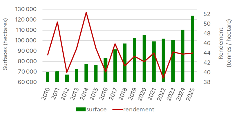 Le graphique présente l'évolution des surfaces (en hectares, échelle de gauche) et des rendements (en tonnes par hectare, échelle de droite) de pommes de terre de consommation en Hauts-de-France entre 2010 et 2025. Surfaces de pommes de terre de consommation : Les surfaces cultivées augmentent progressivement sur la période, passant d'environ 65 000 ha en 2010 à environ 125 000 ha en 2025, soit un quasi-doublement. En 2010-2012, les surfaces oscillent autour de 65 000-70 000 ha. À partir de 2013, elles augmentent progressivement pour atteindre environ 75 000 ha en 2014-2015, puis environ 80 000 ha en 2016-2017. La hausse se poursuit avec environ 95 000 ha en 2018, puis environ 100 000 ha en 2019-2020. Entre 2021 et 2023, les surfaces se stabilisent autour de 95 000-110 000 ha. En 2024, elles atteignent environ 110 000 ha, avant de bondir à environ 125 000 ha en 2025, marquant le niveau le plus élevé de la période. Cette expansion reflète le développement de la filière pomme de terre en Hauts-de-France, notamment pour l'industrie de transformation. Rendements de pommes de terre de consommation : Les rendements présentent une très forte variabilité interannuelle, oscillant entre environ 40 et 52 tonnes par hectare. En 2010, ils s'établissent à environ 44 tonnes/ha, puis chutent fortement à environ 40 tonnes/ha en 2011, avant de remonter à un pic exceptionnel proche de 50 tonnes/ha en 2012. Les rendements chutent ensuite brutalement à environ 42 tonnes/ha en 2013, puis atteignent un nouveau record historique proche de 52 tonnes/ha en 2014. Entre 2015 et 2017, les rendements oscillent entre 44 et 46 tonnes/ha. L'année 2018 marque un creux important avec environ 43 tonnes/ha, suivie d'une remontée à environ 46 tonnes/ha en 2019. Entre 2020 et 2022, les rendements se stabilisent autour de 43-45 tonnes/ha. En 2023, ils chutent à environ 41 tonnes/ha, marquant l'un des niveaux les plus bas de la période. Les rendements remontent ensuite à environ 43 tonnes/ha en 2024, puis se stabilisent autour de 44 tonnes/ha en 2025. Globalement, l'évolution révèle une expansion remarquable des surfaces cultivées, traduisant le dynamisme de la filière pomme de terre en Hauts-de-France, portée par la demande de l'industrie de transformation (frites, chips, produits élaborés). En revanche, les rendements présentent une forte volatilité liée aux conditions climatiques, avec des années exceptionnelles (2012, 2014) et des années difficiles (2011, 2023). Cette variabilité reflète l'impact déterminant de la disponibilité en eau, des températures estivales, et de la pression parasitaire (mildiou notamment) sur les performances de la culture de pomme de terre en Hauts-de-France. La tendance récente (2023-2025) montre des rendements en retrait par rapport aux meilleures années, suggérant des conditions climatiques moins favorables ou une pression sanitaire accrue.